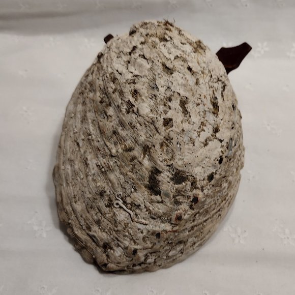 Small Abalone Seashell with stand - Picture 3 of 5